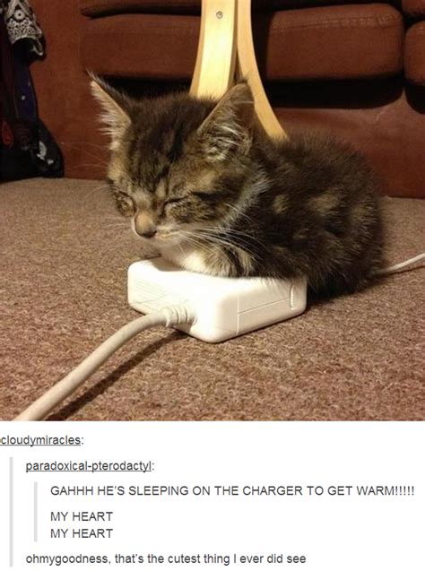 a cat on a charger cats know your meme