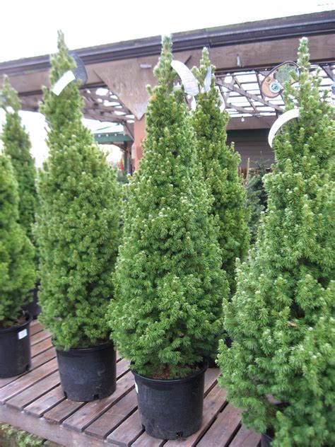 dwarf alberta spruce aka picea conica  plant christmas tree fit  gallon pot trees