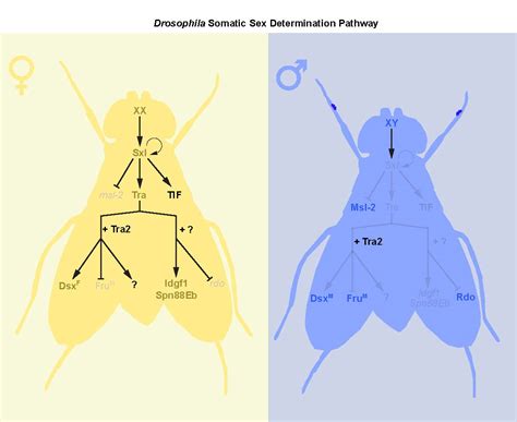 New Insights Into Sex Differences In Drosophila Development And