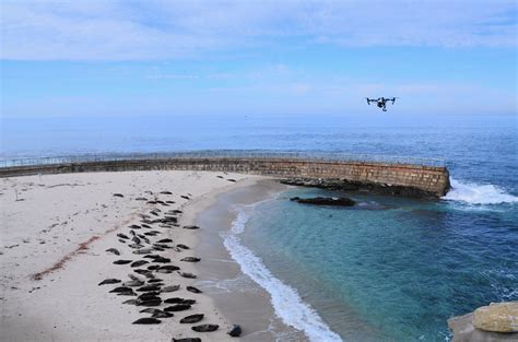 latest buzz  flying drones  state  national parks rules    vague
