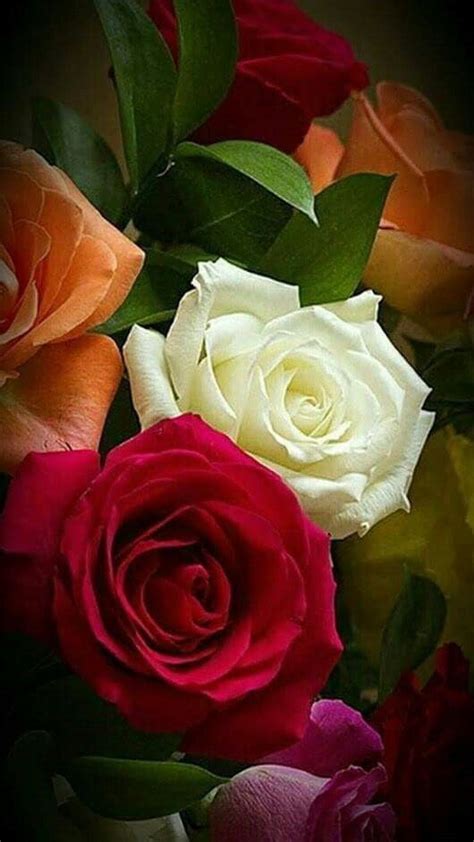 Пин от пользователя lubov на доске Розы Розы Красивые розы и Красные розы