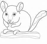 Chinchilla Coloring Pages Chinchillas Print Template Branch Sits Tailed Long Kids sketch template