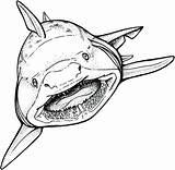 Coloring Shark Goblin Pages Getdrawings sketch template