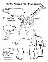 Animals African Coloring Savanna Coloringbay sketch template