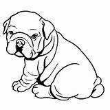 Coloring Bulldog Pages Popular sketch template