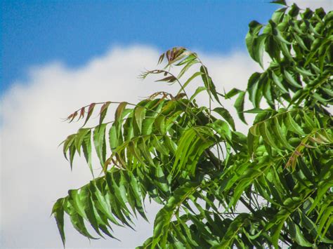 sustainable biodiesel  neem tree trans esterification