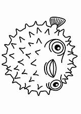 Fish Puffer Coloring Color Pages Getcolorings Impressive Getdrawings Pufferfish Drawing Print sketch template