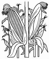 Corn Coloring Field Pages Stalk Clipart Plant Cornstalk Indian Stalks Drawing Printable Vegetables Fruits Cornfield Clip Kids Line Template Color sketch template