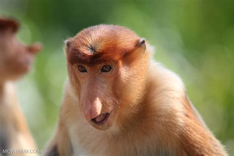 monkeys  field scientists  human shields  predators