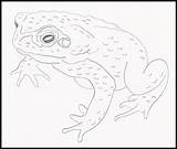 Toad Coloring Cane Florida Amphibians Drawing Kids Designlooter Drawings Invasive Reptiles Pdf Book sketch template