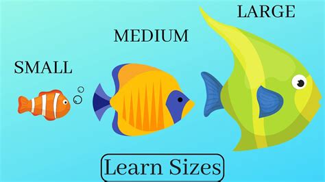 learn  compare sizes small medium large  kids youtube