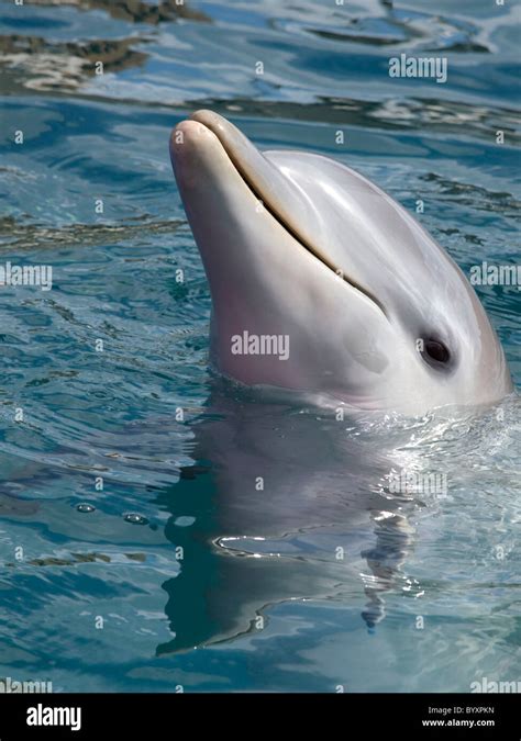 bottle nosed dolphin head     water stock photo alamy