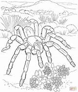 Coloring Desert Pages Tarantula Biome Animals Printable Outline Clipart Print Color Goliath Clipground Supercoloring Kids Spiders Coloringtop sketch template