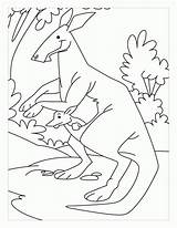 Kangaroo Coloring Pages Color Hop Hip Popular sketch template