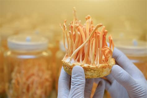 cordyceps fungus top 7 benefits of this miracle mushroom shift