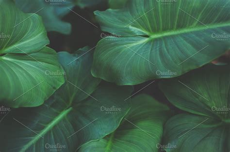 green tropical leaf background high quality nature stock