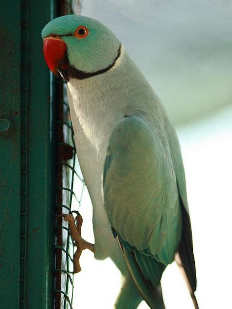 african ringnecked parrot birds ringneck pinterest parakeets