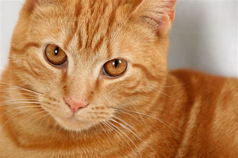 ginger cat  photo file  freeimagescom