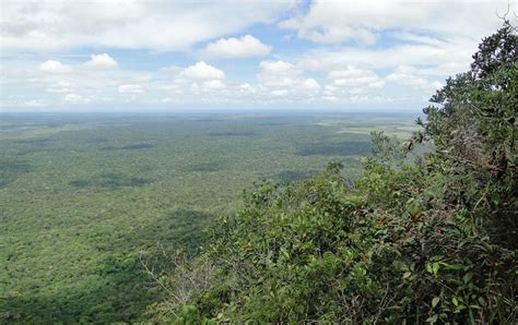 study drying brazilian forests  climate harbinger woodwell climate