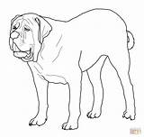 Mastiff Cani Bulldog Colorare Ausmalbilder Stilizzati Sheepdog Boxer Bulldogs Disegno Ausmalbild Ausdrucken Mastino sketch template
