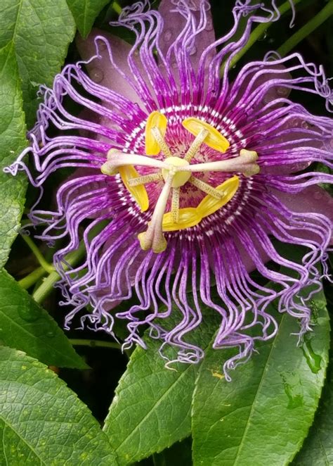 Passion Fruit Vine ‘purple Possum Passiflora Edulis Yellow Passion