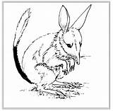 Bilby Coloring Pages Sheet Color Printable Animal Animals Designlooter Colorig Print Back 77kb 542px sketch template