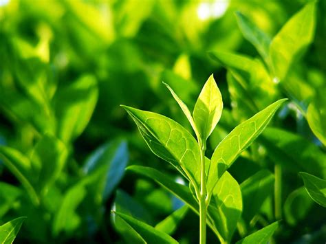 complete guide  growing tea love  garden