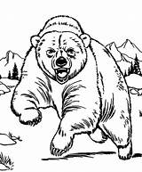 Bear Grizzly Urso Pardo Bears Malvorlagen Getcolorings Lion Colorironline Ausmalen Bär Tiger Designlooter Divyajanani Aggressive sketch template