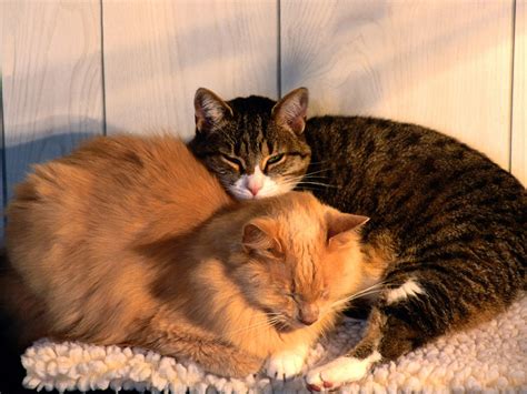banco de imagenes gratis fotos de gatos gatitos mininos  pequenos felinos