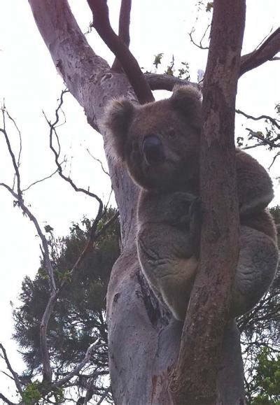 Male Koala S Mating Call Produced Using Unique Sound Organ