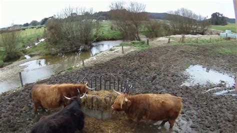 homemade drone checking  highland cattle youtube