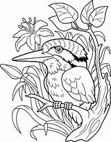 Kingfisher Cute Oiseau Pêcheur Contour Oiseaux Couleur Pecheur sketch template