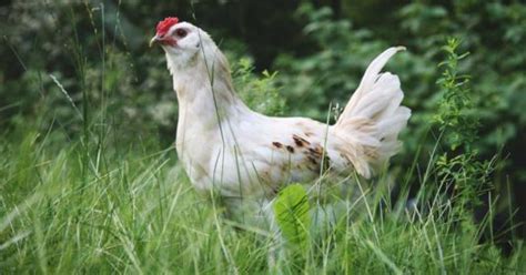 10 Best Egg Laying Chicken Breeds Up To 300 Per Year