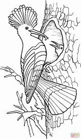 Dudek Hoopoe Kolorowanka Kolorowanki Supercoloring Mandala Malvorlage Vögel Malen Malbuch Schritt Malerei Burning Adults Kategorii sketch template