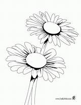 Coloring Daisy Petal Pages Yellow Library Clipart Wildflower Scout Girl sketch template