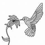 Hummingbird Coloring Vector Adults Colibri Book Pages Para Colorear Colibrí Hummingbirds Illustration Drawing Flower Libro Adultos Preview Getdrawings Choisir Tableau sketch template