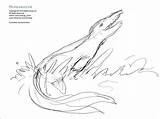 Mosasaurus Coloring Zoom sketch template