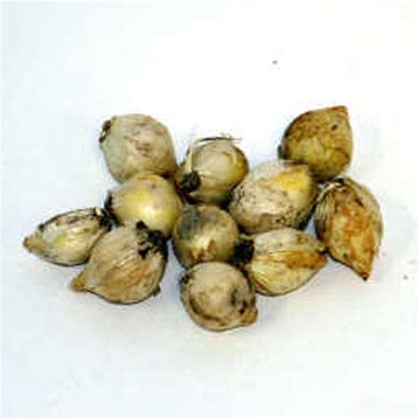 allium caeruleum azureum  van bourgondien