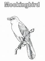 Mockingbird Coloring Pages Texas Color Getcolorings Printable Tech Template 84kb 800px sketch template