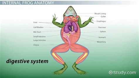 frog anatomy external internal video lesson transcript studycom