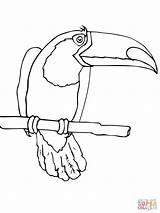 Toucan Toco Bird Coloringhome Insertion Designlooter sketch template