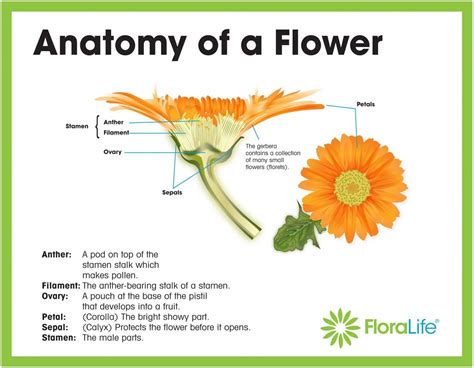 checklist      mind  attending biological diagram   flower