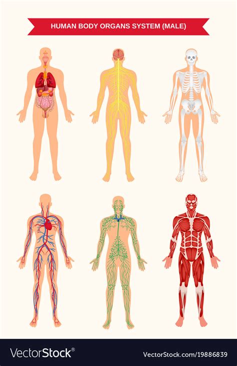 male body organ systems poster royalty free vector image