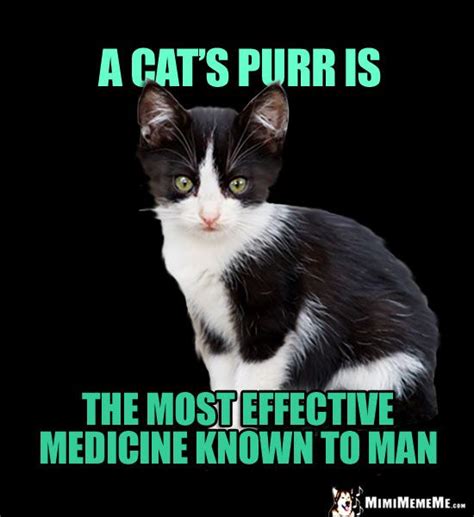 kitten says a cat s purr is the most effective medicine