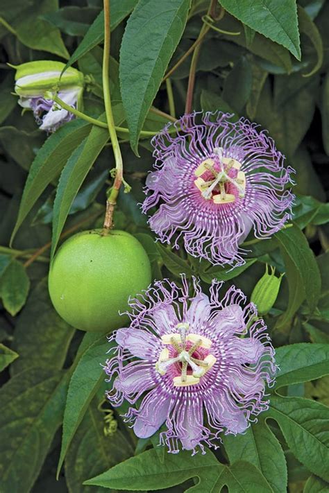 Two Men And A Little Farm Passion Flower Maypop Apricot