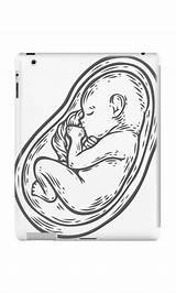 Fetus Drawing Womb Getdrawings sketch template