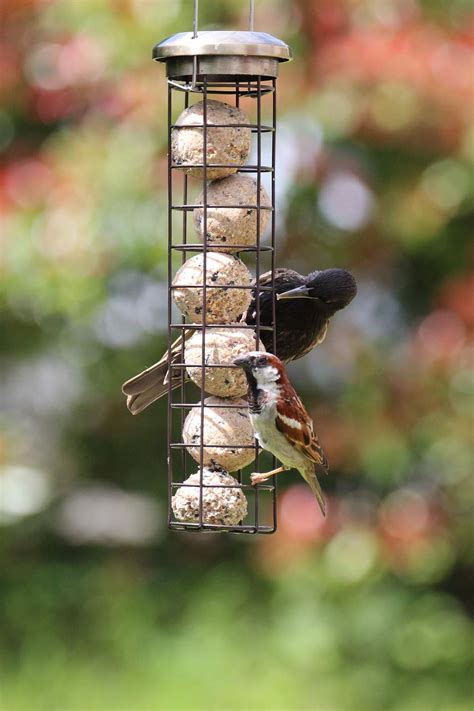 essential fat ball feeder foodwildbirds