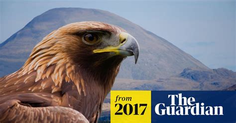golden eagles released in scotland with hope they will fly