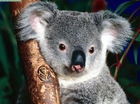 koalas