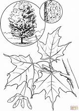 Maple Tree Sugar Coloring Pages Leaf Drawing Printable Trees Identification Sugaring Clipart Color Print Choose Board Recommended Tattoo Template sketch template